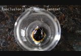 Acetic anhydride from phosphorus pentoxide and acetic acid