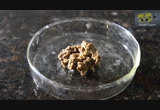 Can thiourea be used to demethylate vanillin