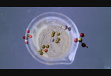 Citrazinic acid from citric acid and urea