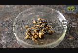 Make p-aminophenol from paracetamol