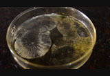 Phenylacetic acid from mandelic acid via HI reduction