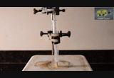 Semicarbazide from the reduction of nitrourea